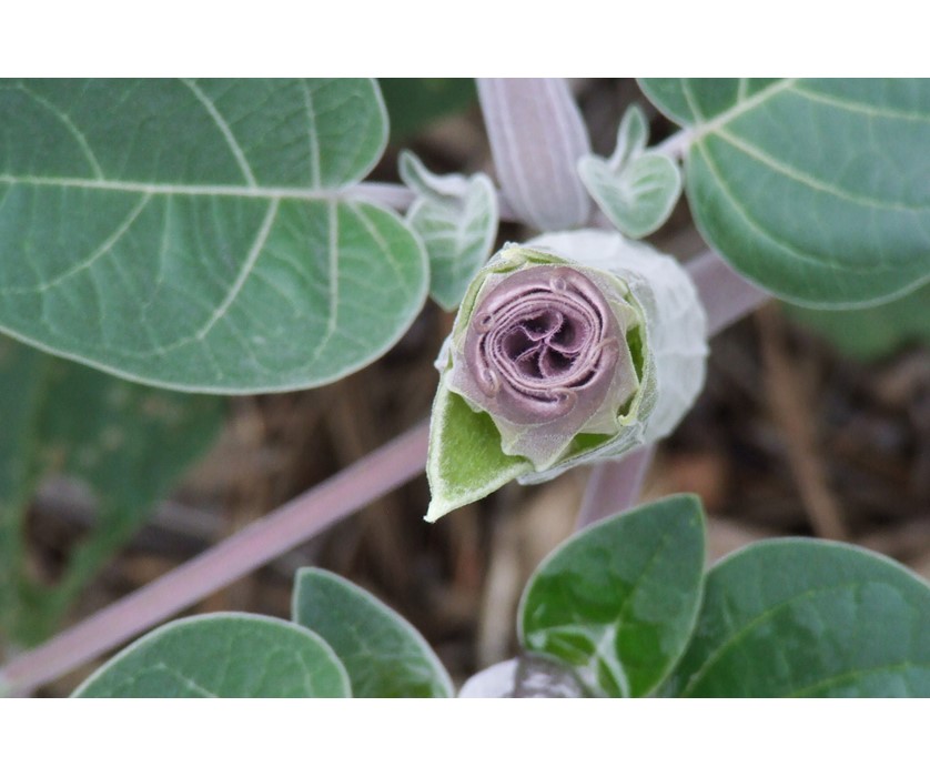 Sacred Datura